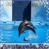 www_avatarele_ro__1224512216_716372