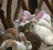 poze-iepuri-pisici-animale-300x285