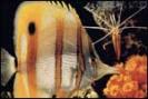 butterfly_fish_m