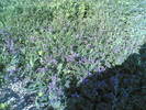 13012006(004)