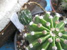 Echinopsis eyresii - fruct 12.07