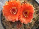 Notocactus ottonis cv. venclusianus