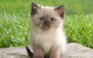 himalayan_kitten-1280x800