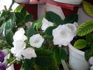 Gloxinie alba