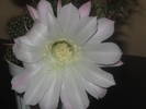 Echinopsis hb -  iulie 2009