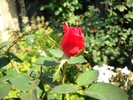 Picture 019