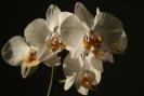 phalaenopsis