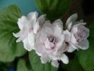 clerodendrum philippinum