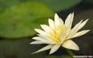 floare_alba_flower-1280x800