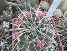 Mammillaria magnimamma - 15.05