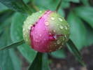 Common Garden Peony (2009, May 11)