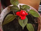 impatiens