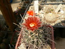 glandulicactus_uncinatus_fl