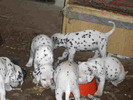 pic87032_caine_Dalmatian