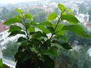 BOUGAINVILLEA