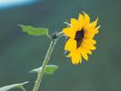 sunflower11024