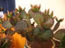 opuntia_santarita_more_pork