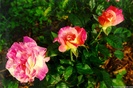 Rose078