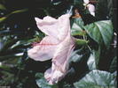 FLOWER_2