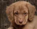 Poze cu Animale_ Animale pentru Desktop_ Wallpaper Catel_ Catelul Suparat