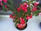 impatiens