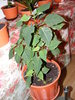 STEAUA CRACIUNULUI(EUPHORBIA)