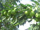 PICT0120