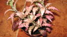 Fitonia