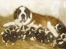 Saint Bernard