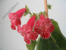 Kohleria Monte Friendship 1