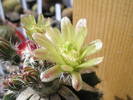 Echinocereus viridiflorus altoit - floare