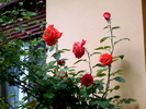 Trandafiri langa casa
