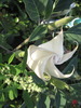 Ciumafaia floarea