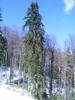 DSCF7853