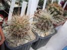 Parodia maasi