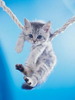 Swingig_Cat