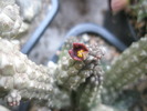 Echidnopsis nubica - 26.08