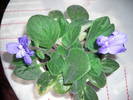Violete de Parma