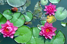 flowers-8-32