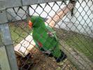 centrul papagali (140)
