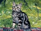 Silver Tabby Cats Wallpapers Poze Pisici Pisicute de Rasa