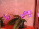 IMGA0437