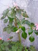 IMPATIENS