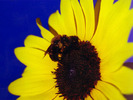 sunflower006