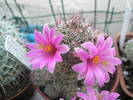 Mammillaria mazatlanensis - 03.07
