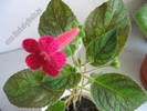 Kohleria Texas Rainbow