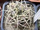 Gymnocalycium