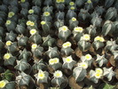 Astrophytum grup