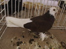 botosani 27
