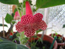 Kohleria new hibrid A 3